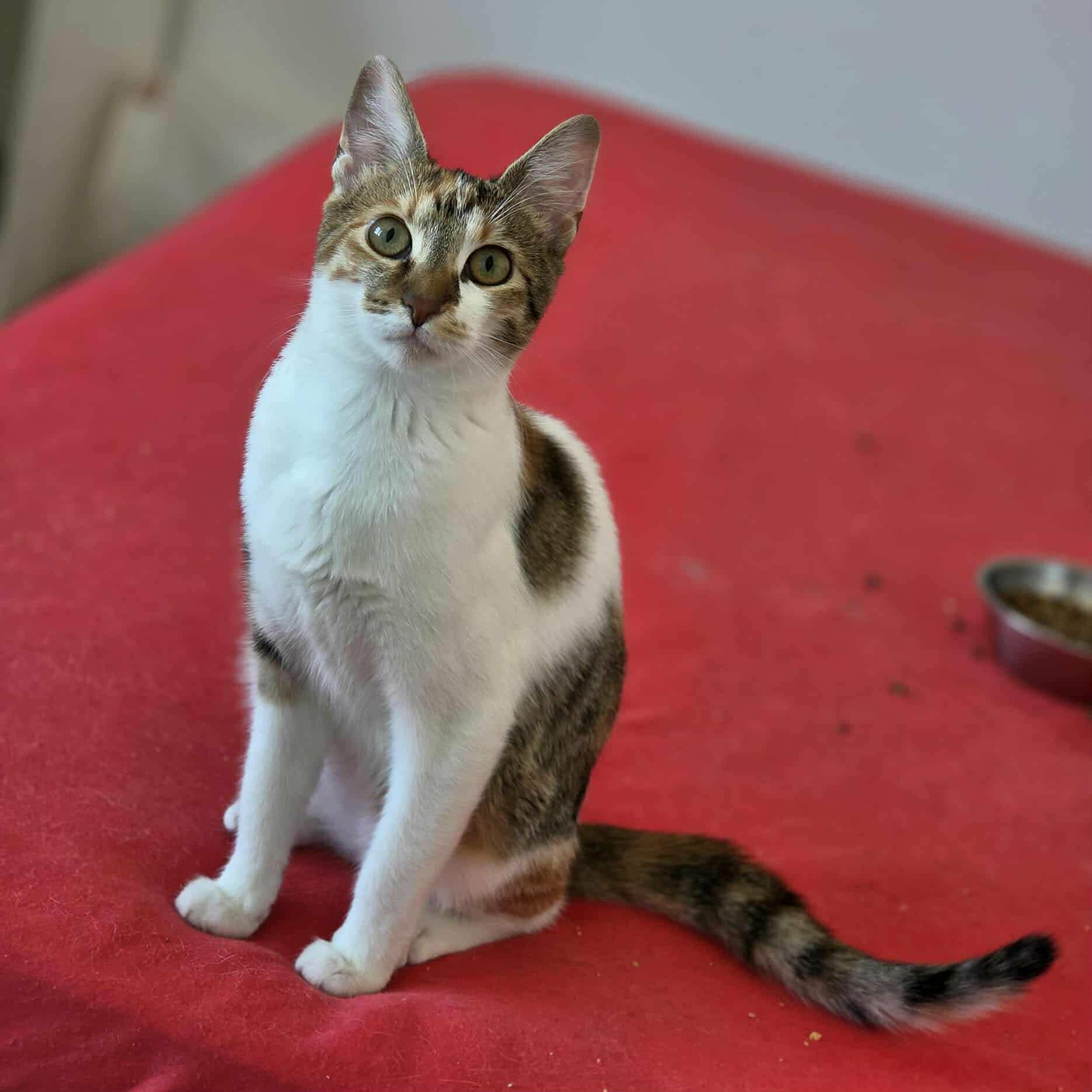 Lila