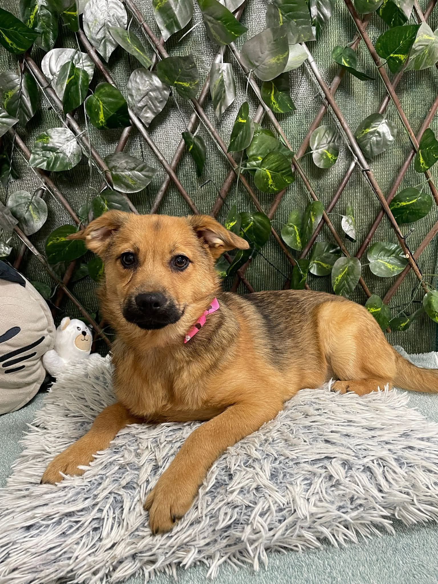 Hazel