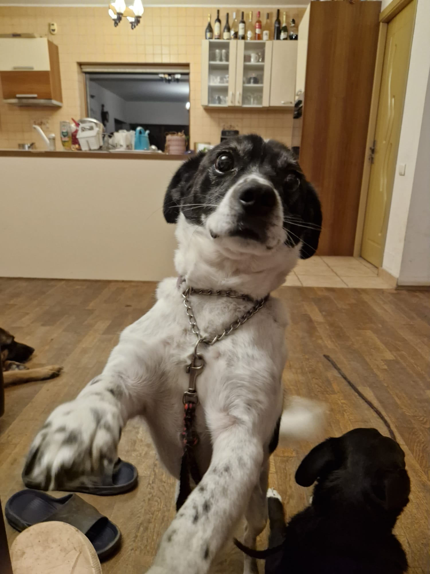 Buddy