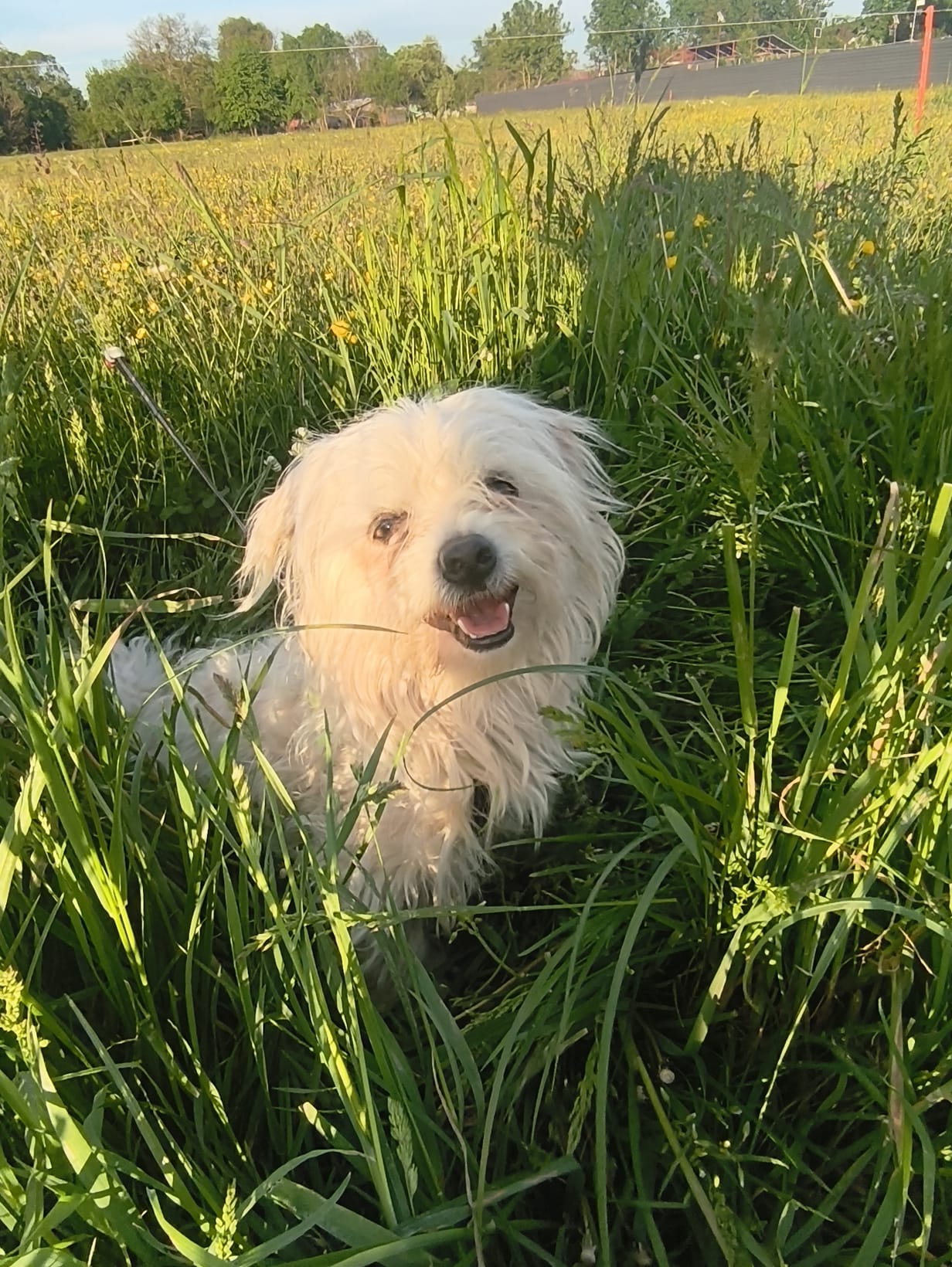Fido
