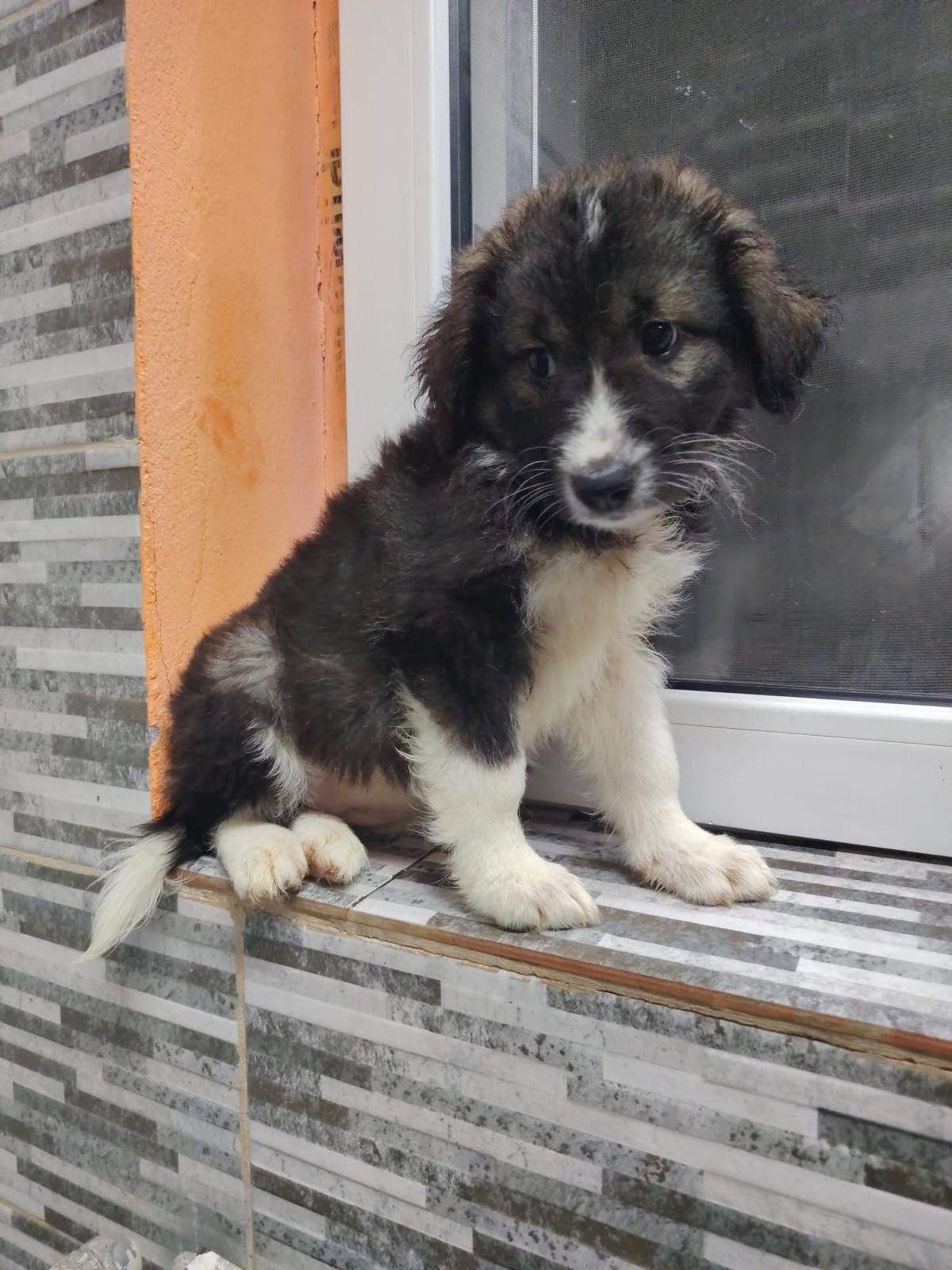 Nora