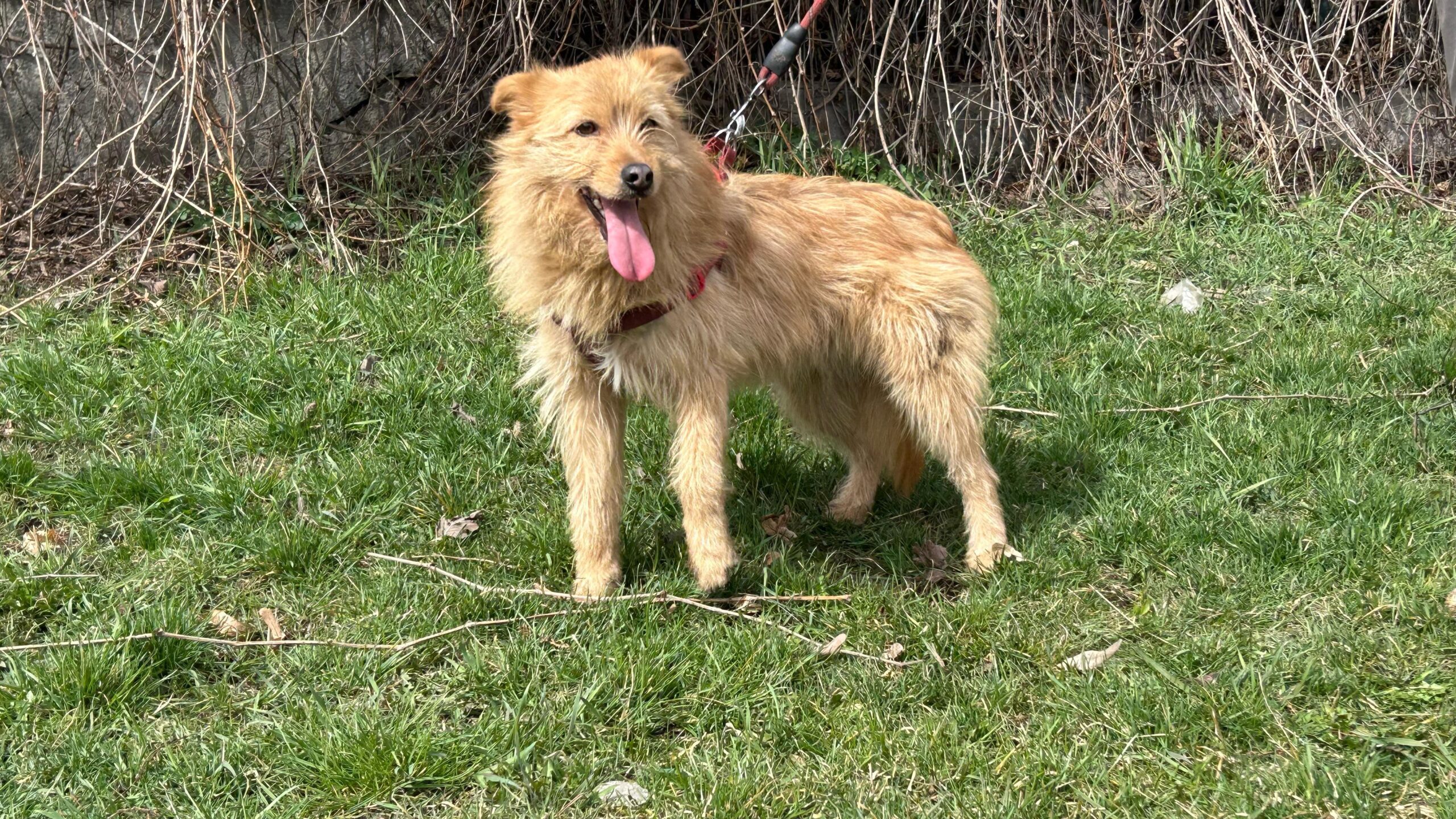 Benny
