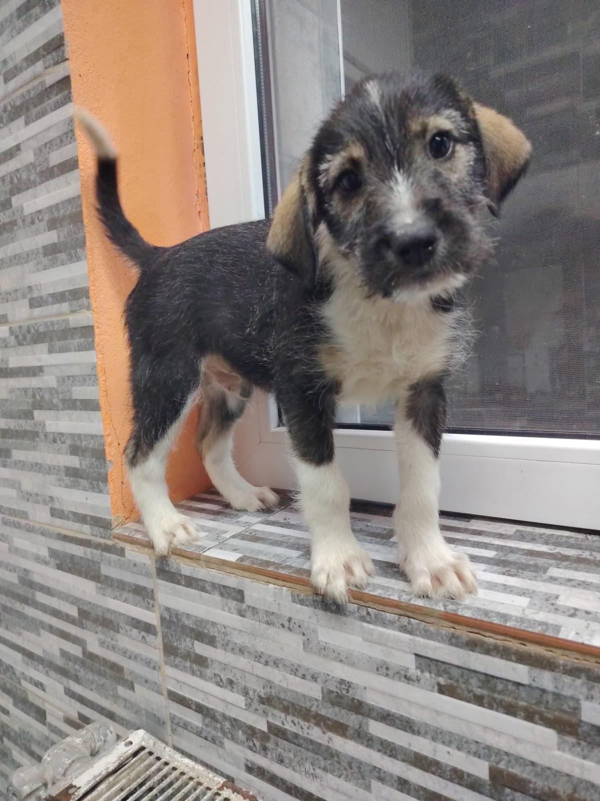 Paco
