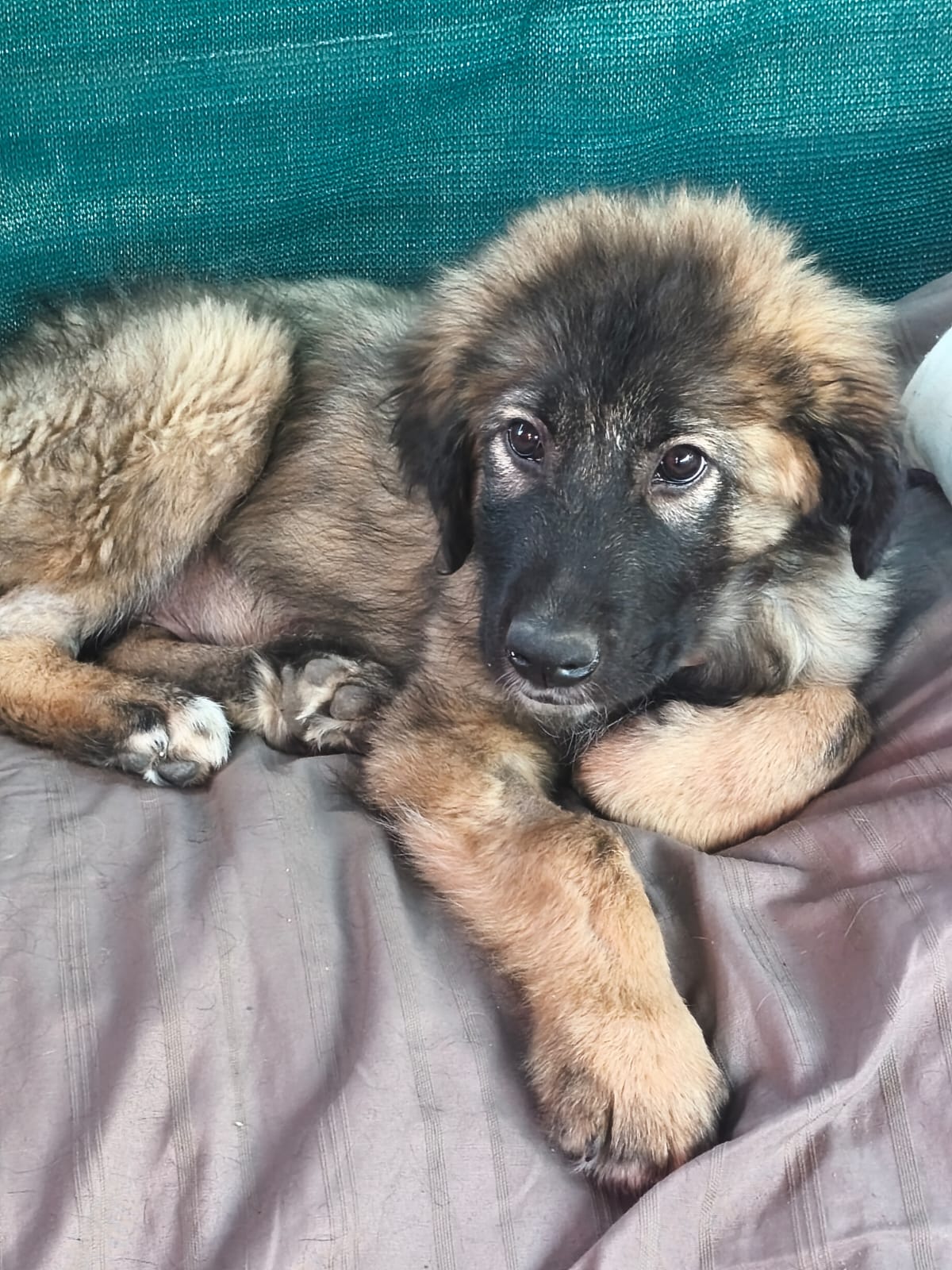 Leo