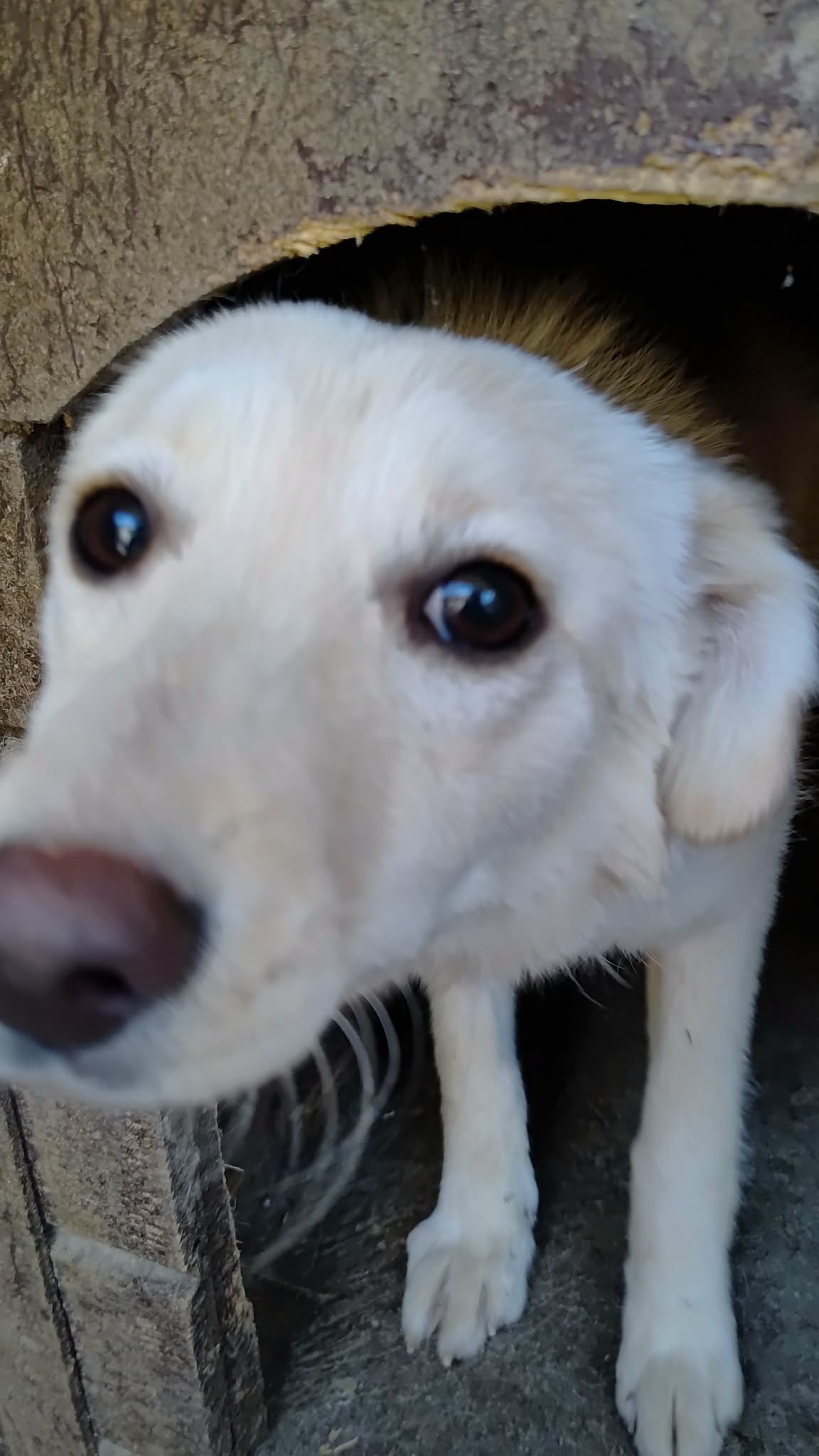 Amarylis est adoptée ❤️