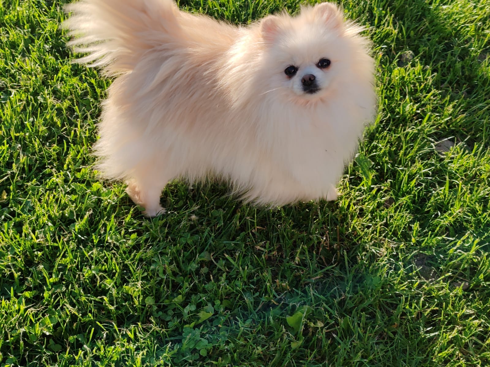 Zini