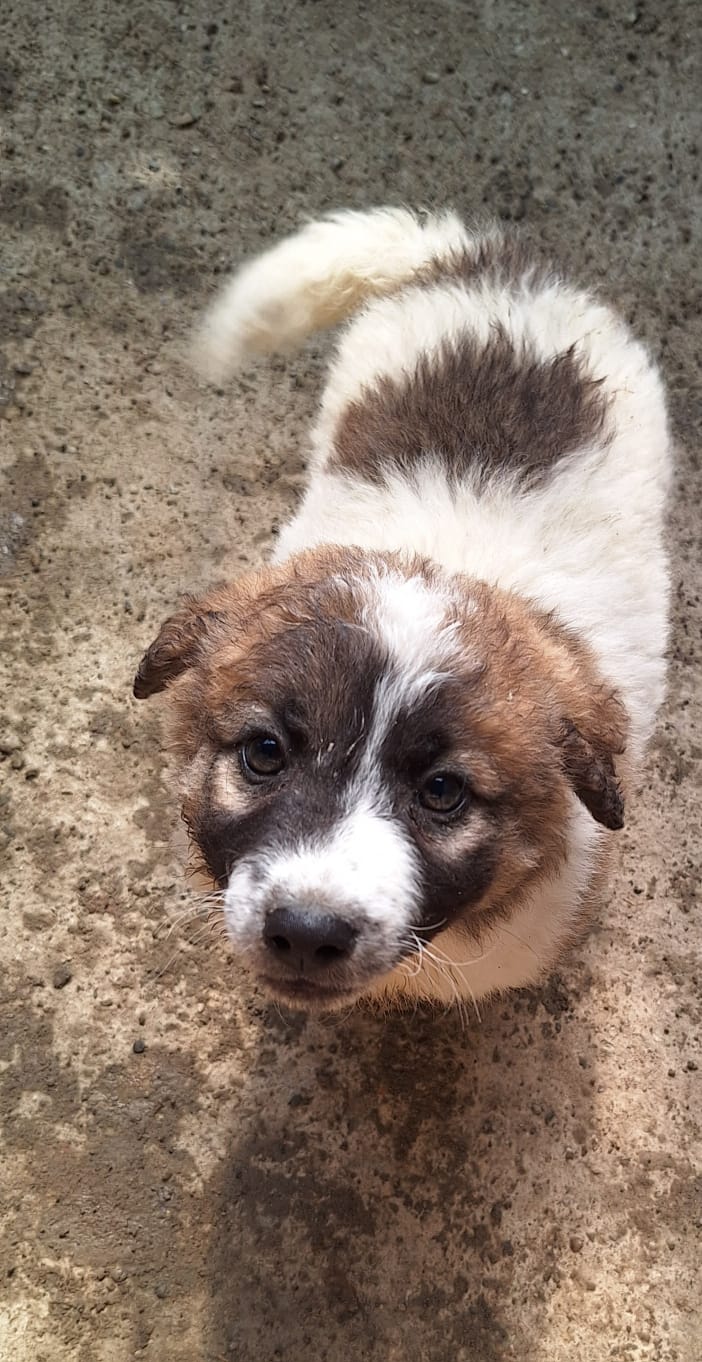 Brownie