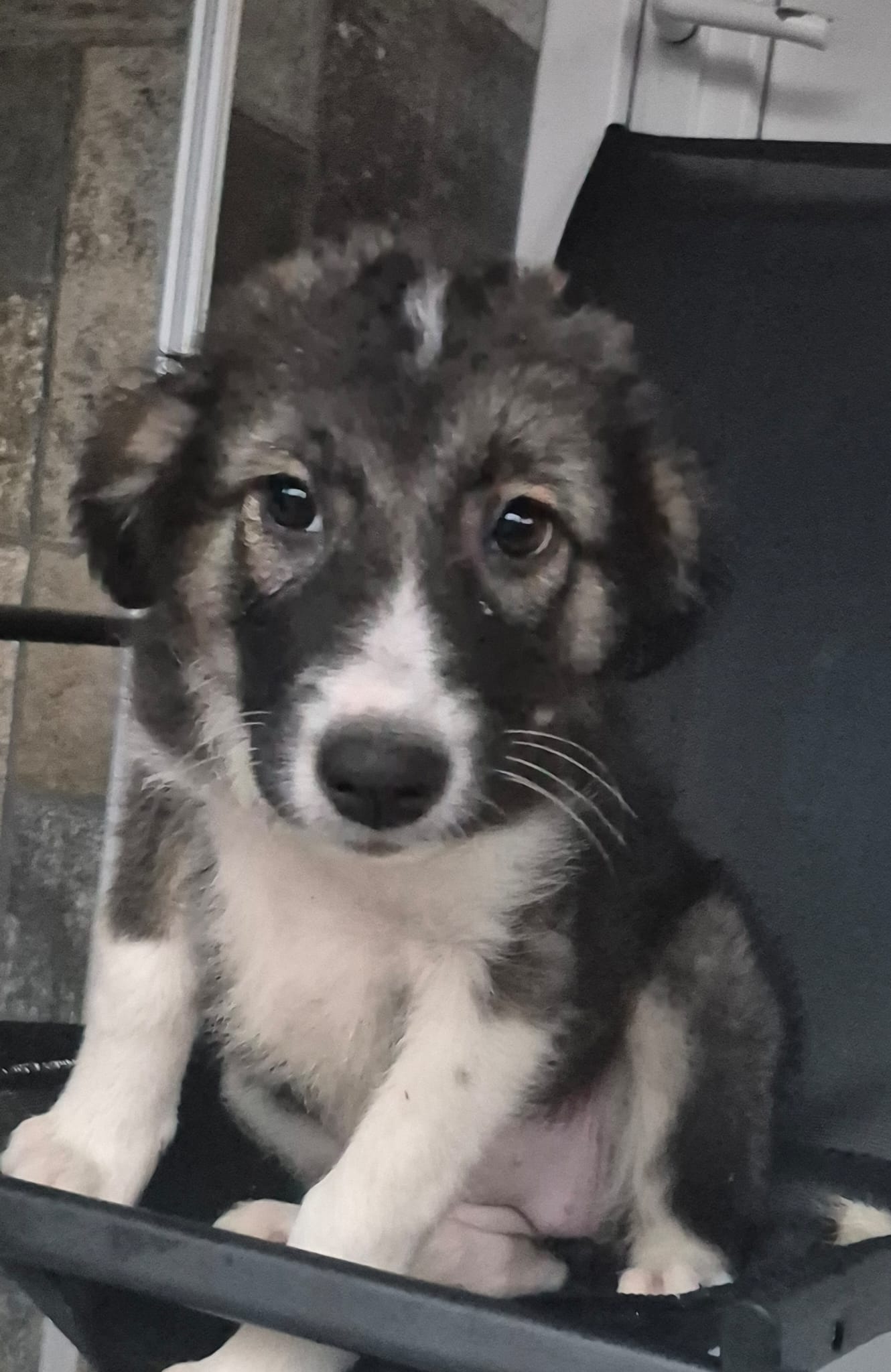 Nora est adoptée ❤️