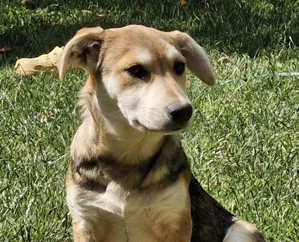 Kaya
