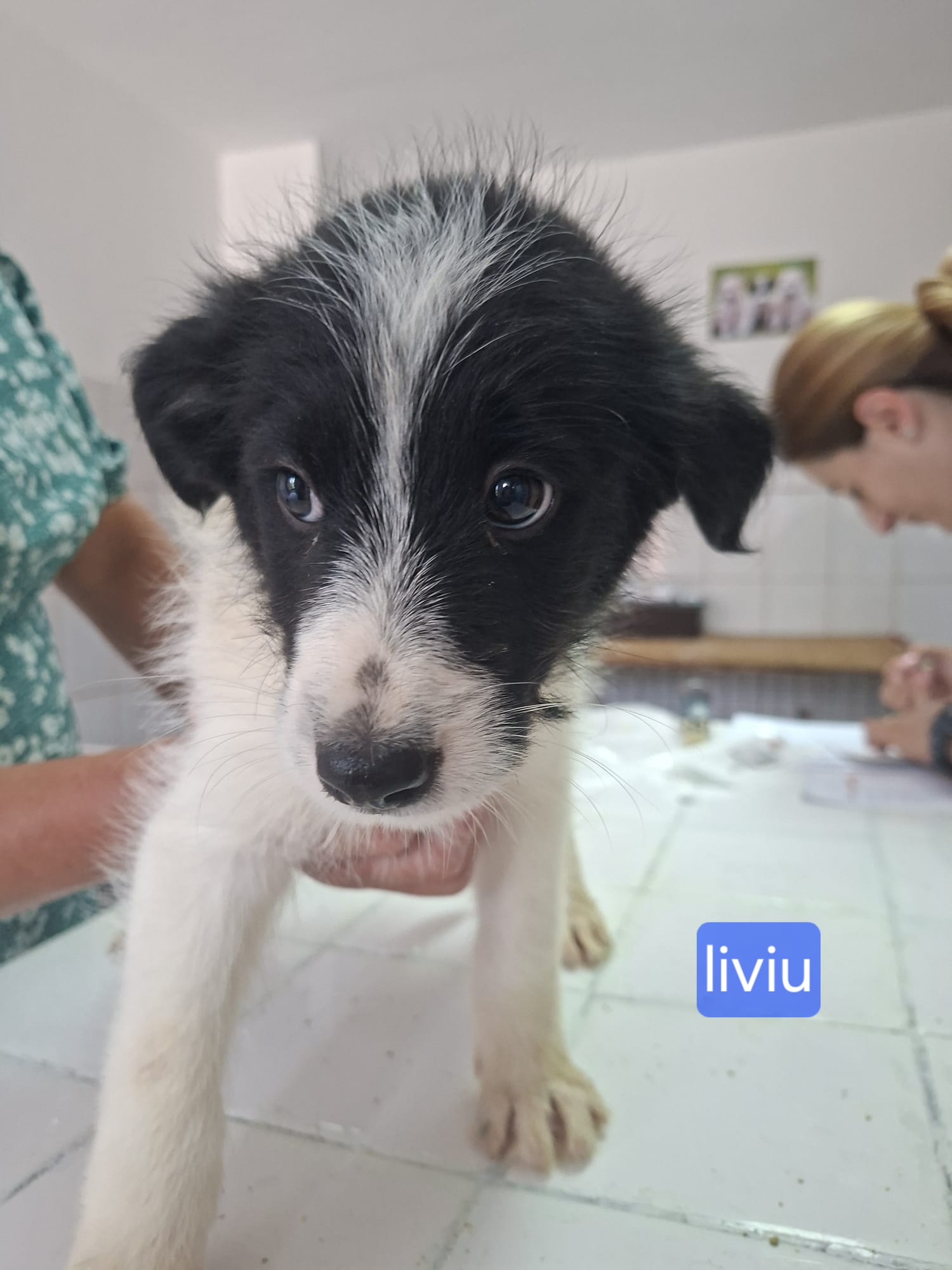 Liviu