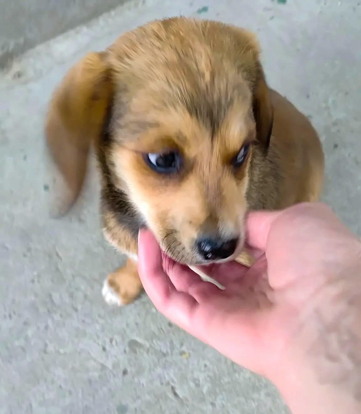 Sofia est adoptée ❤️