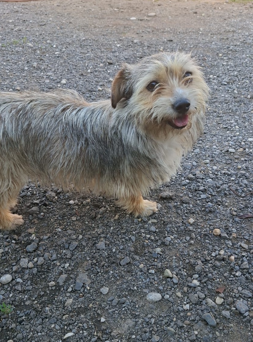 Bonnie est adoptée ❤️