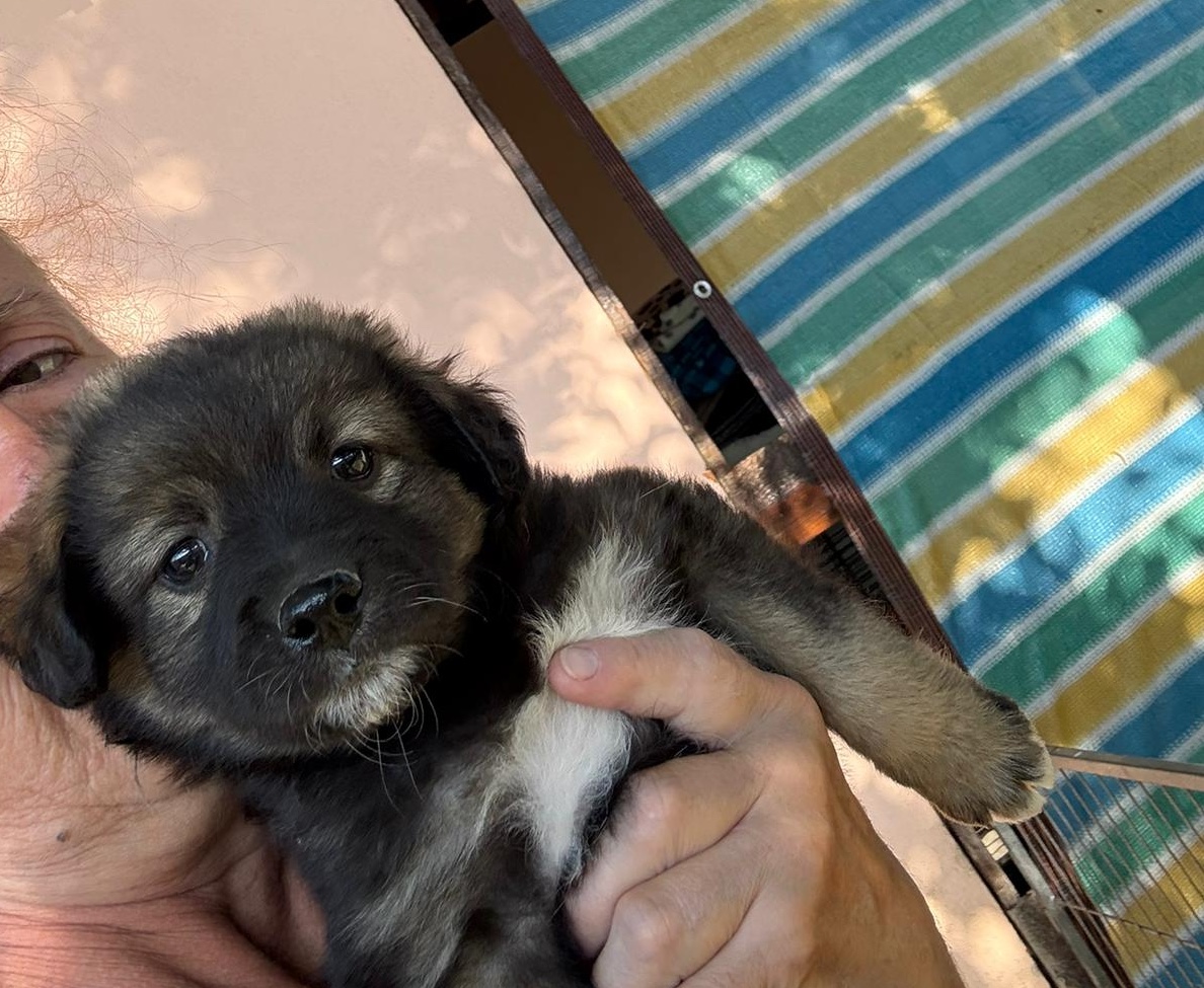 Rufus