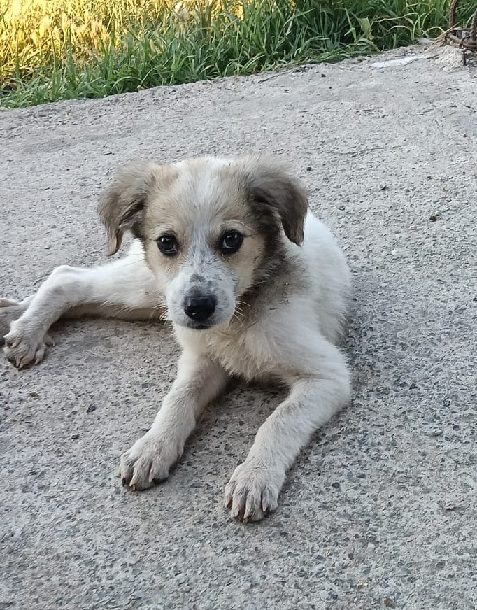 Hope est adoptée ❤️