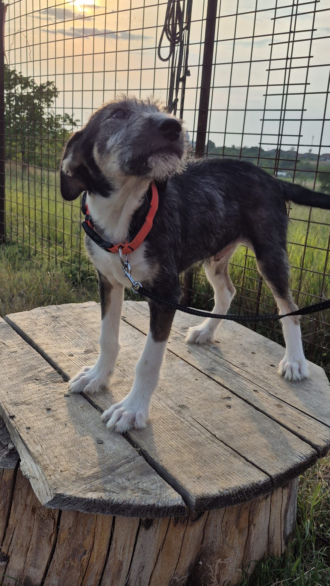 Paco