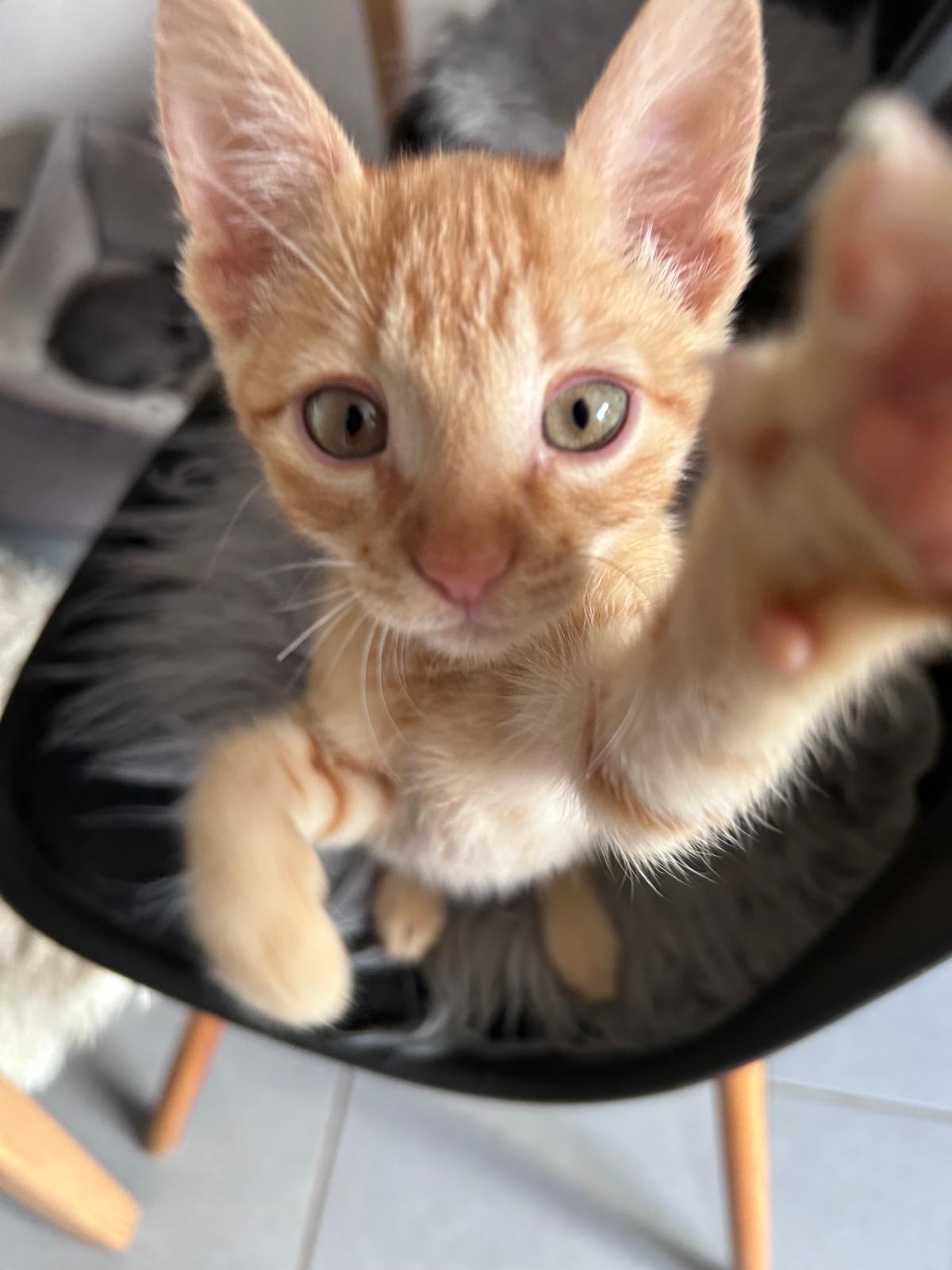Kimi et minki
