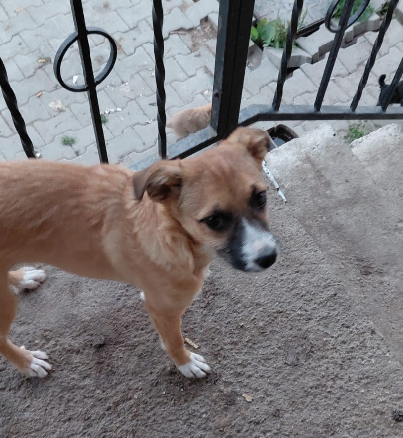 Pongo