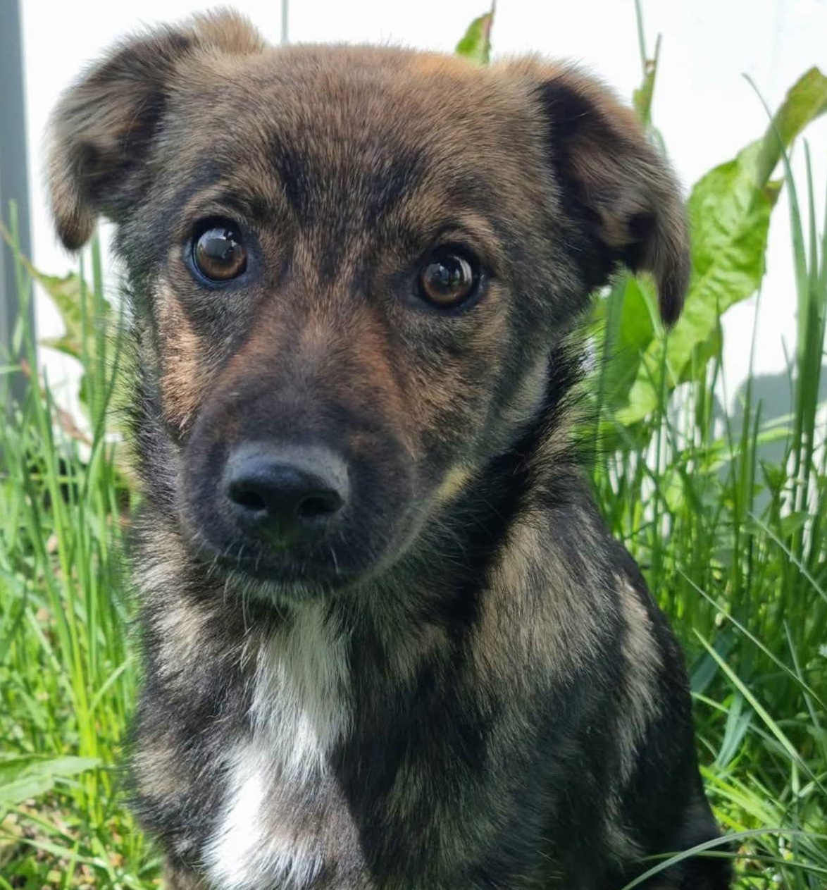 Tippie est adoptée ♥️