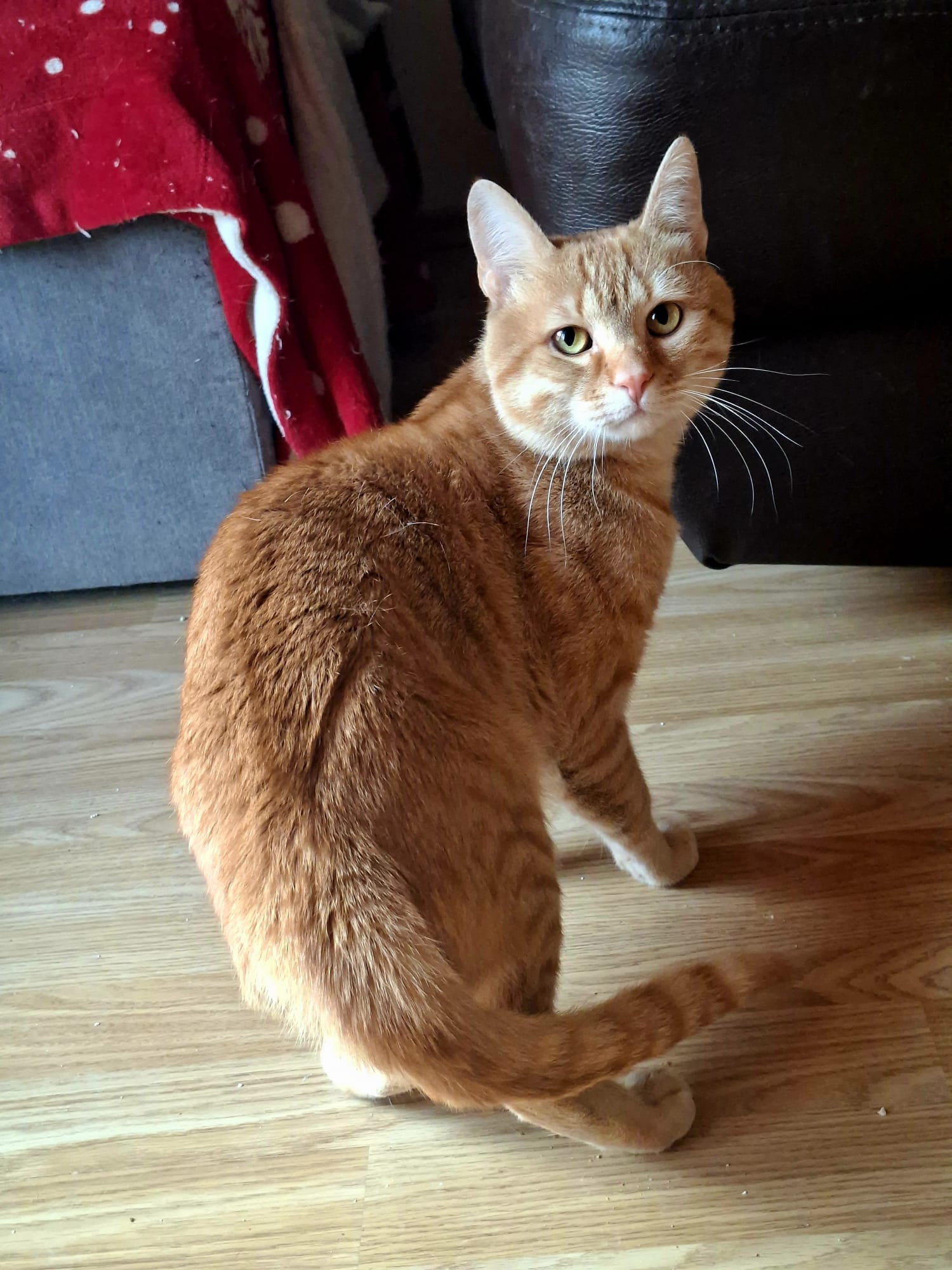Pasha