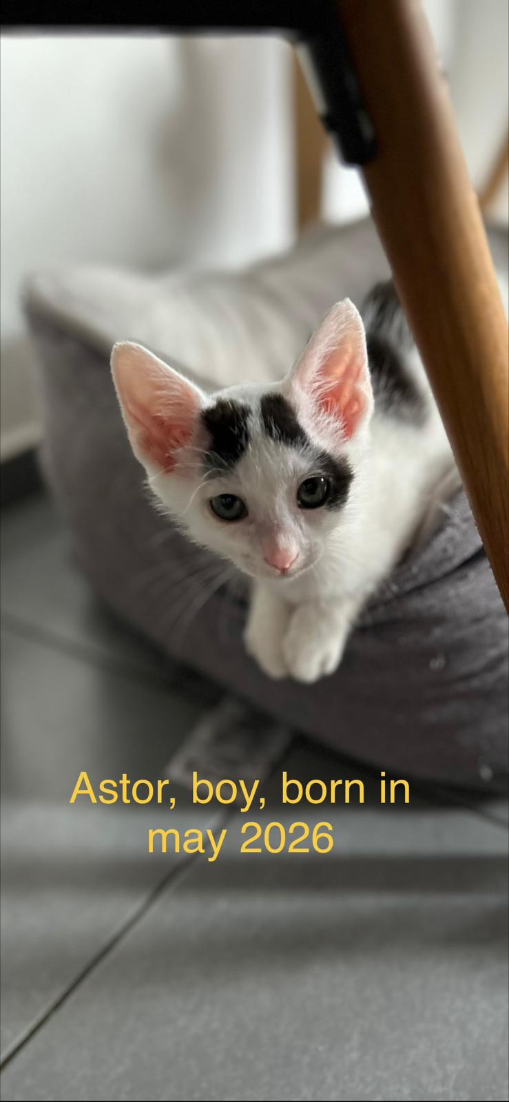 Astor