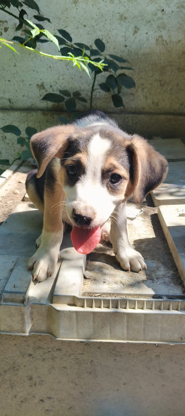 Vali