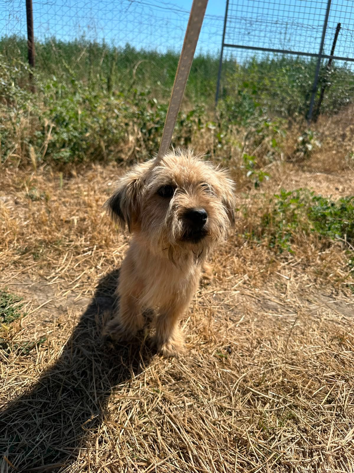 Piki