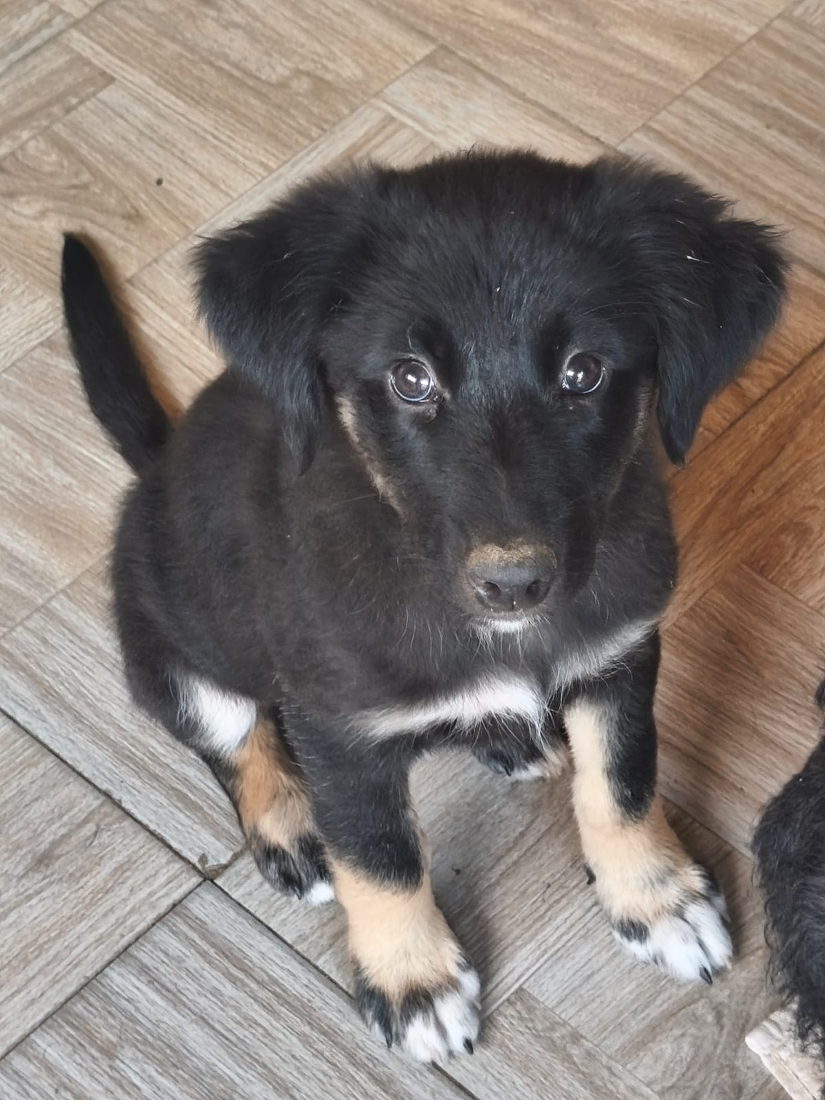 Peggy est adoptée ♥️