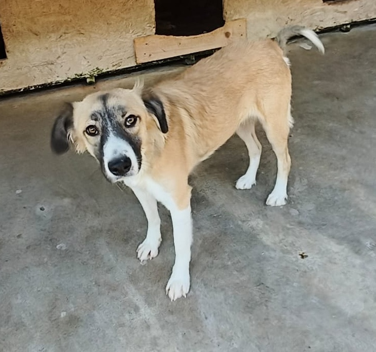 Dalila