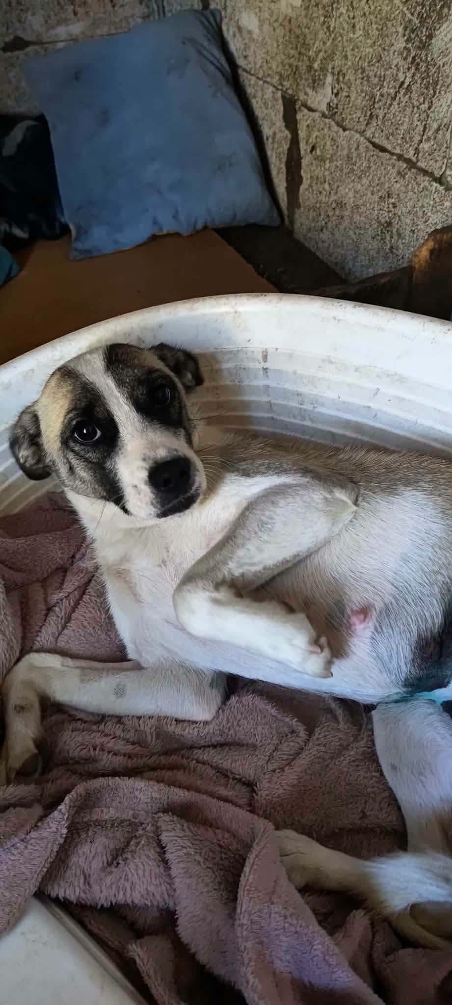 Alicia est adoptée ♥️