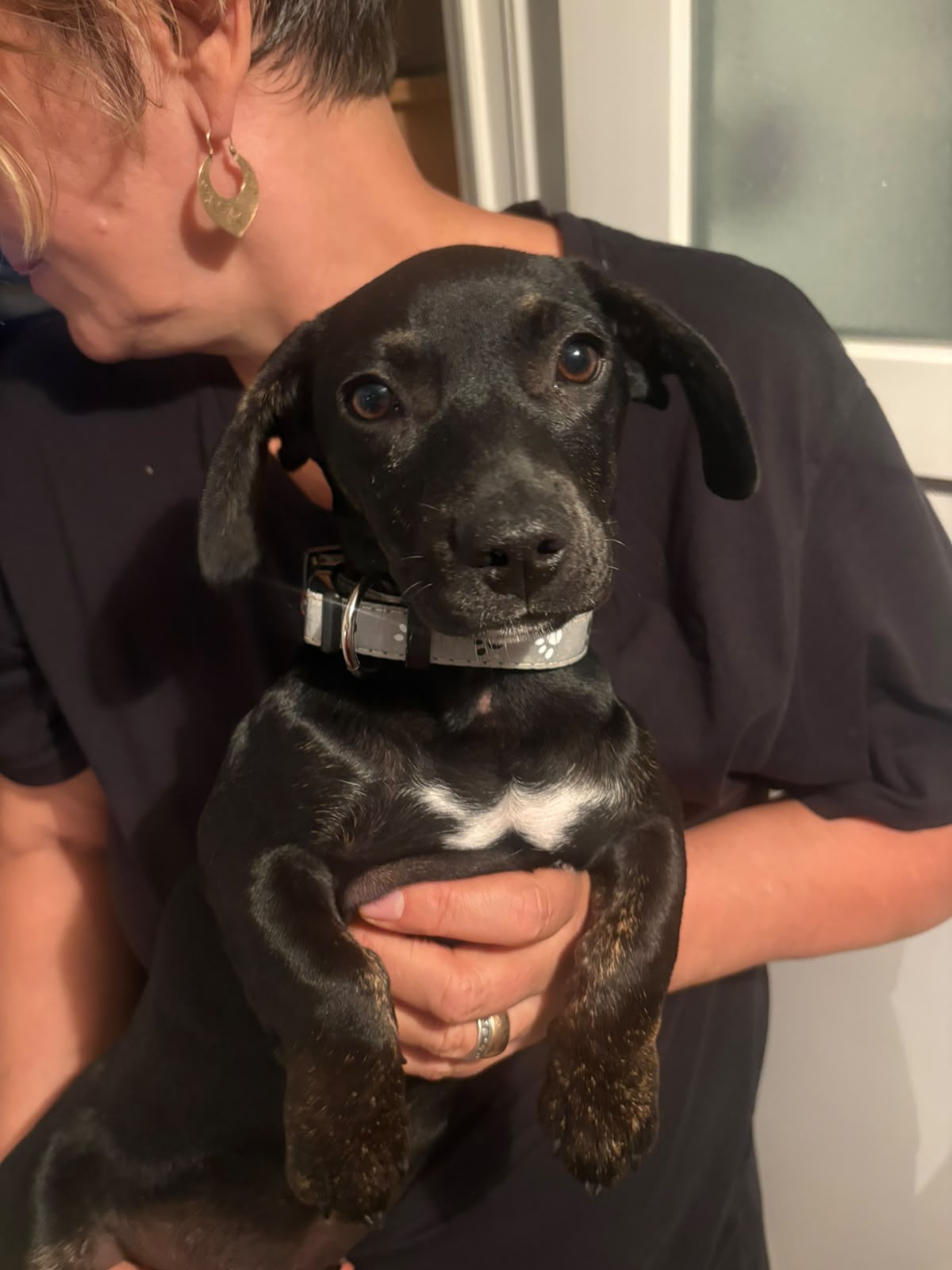 Lulu est adoptée ♥️