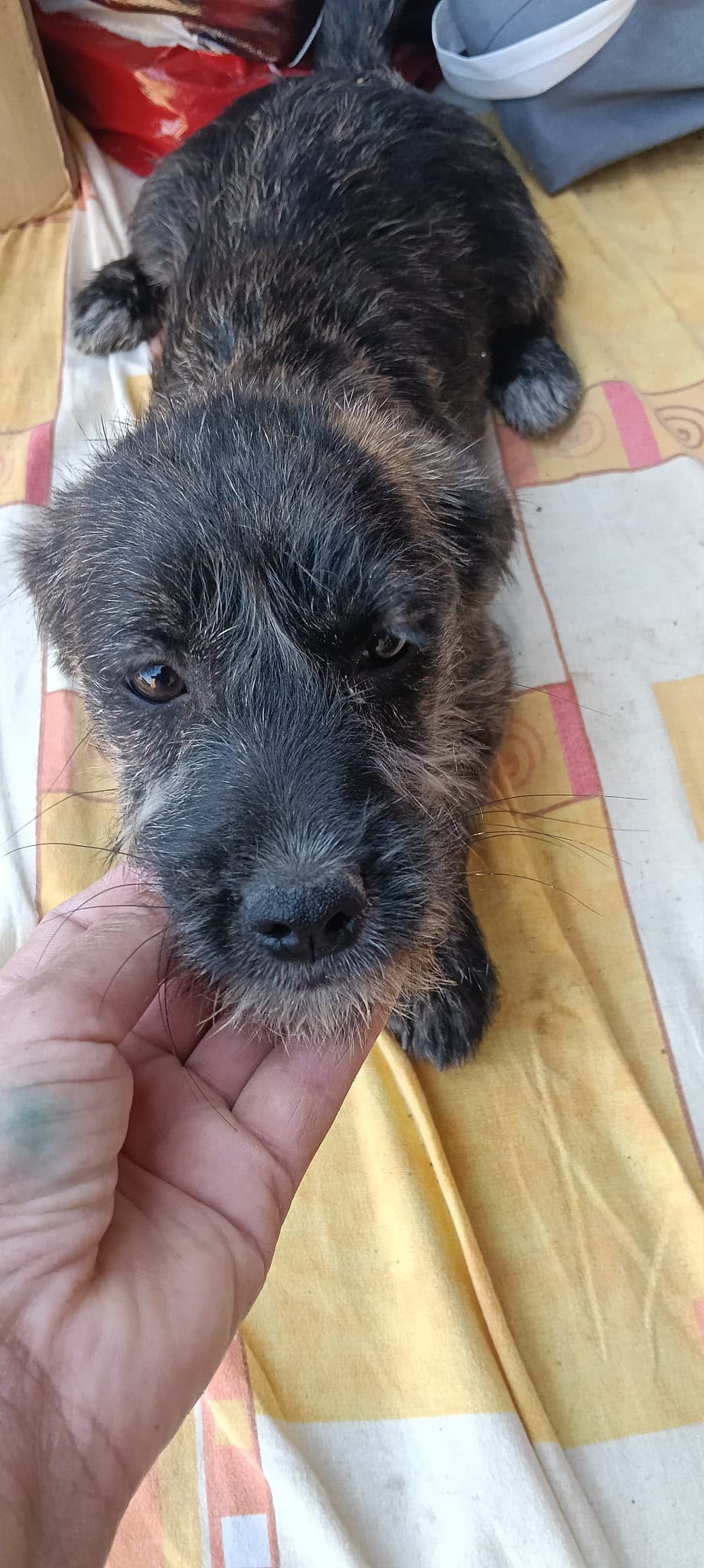 Calinette est adoptée ♥️