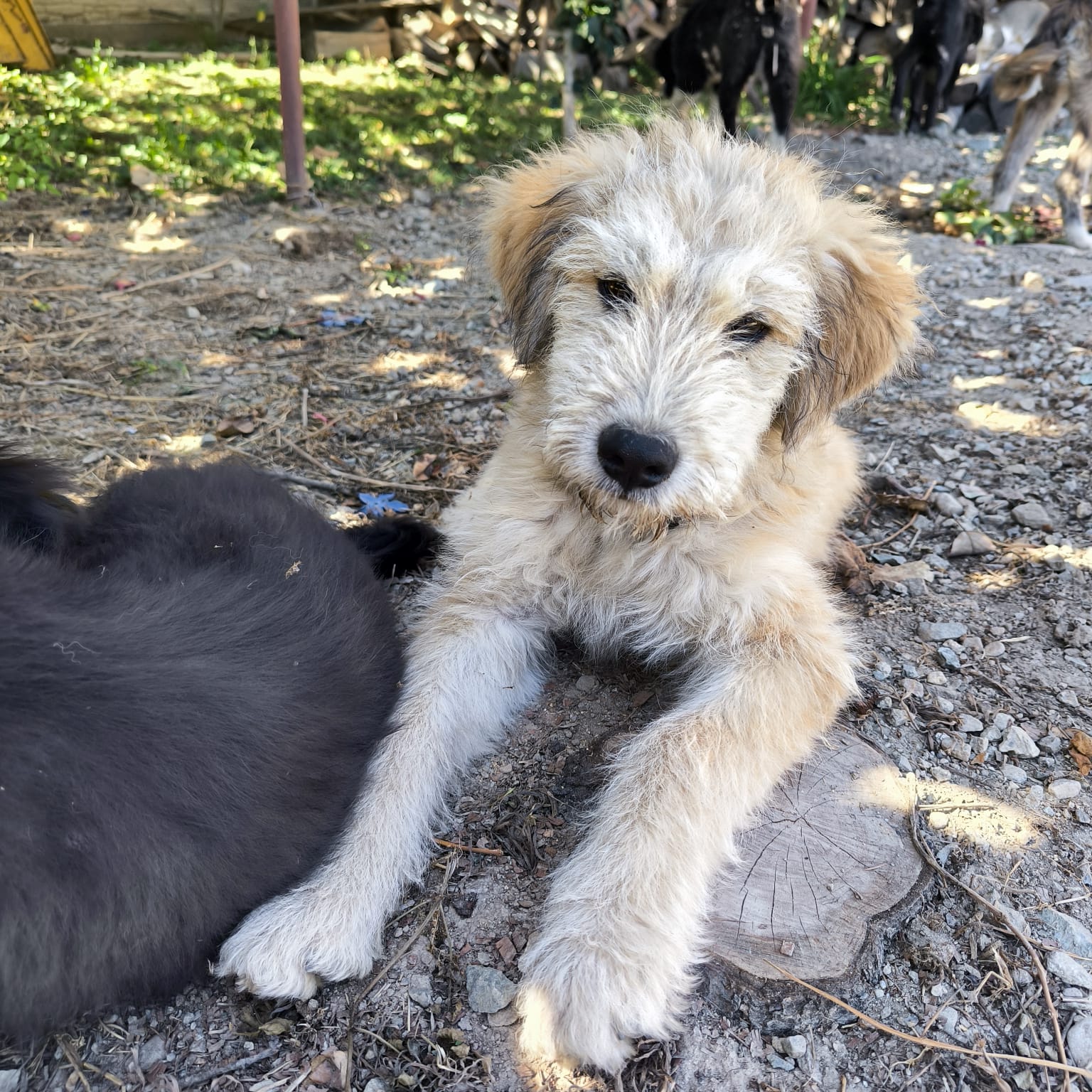 Iggy Pop est adopté ♥️