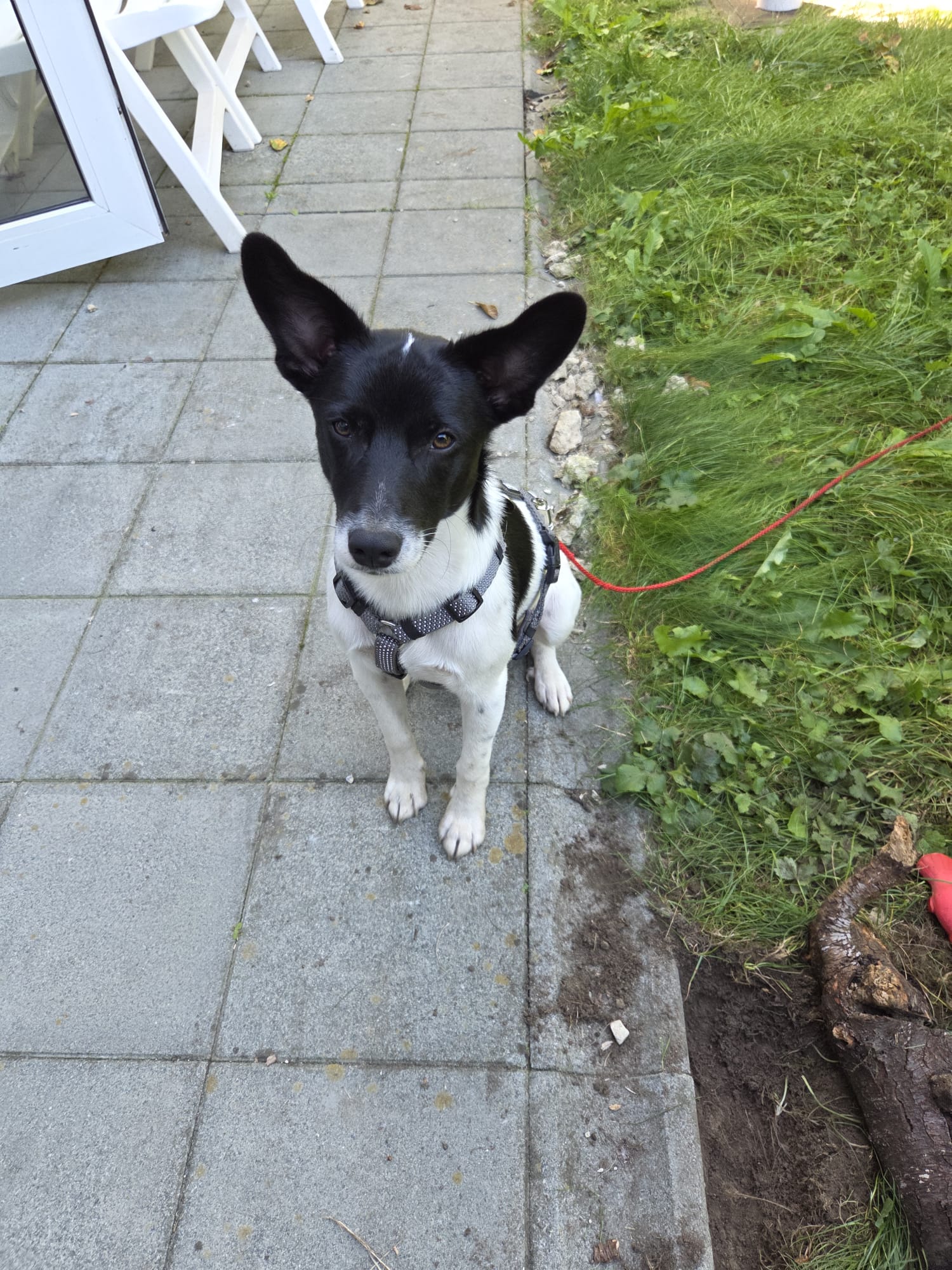 Krypto
