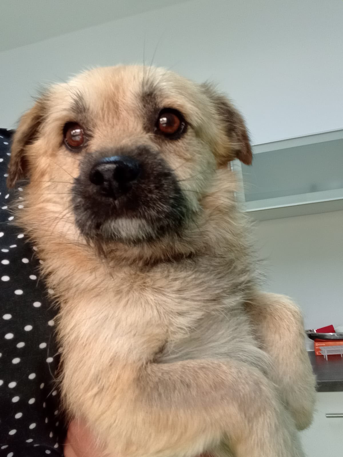 Serge est adopté ♥️