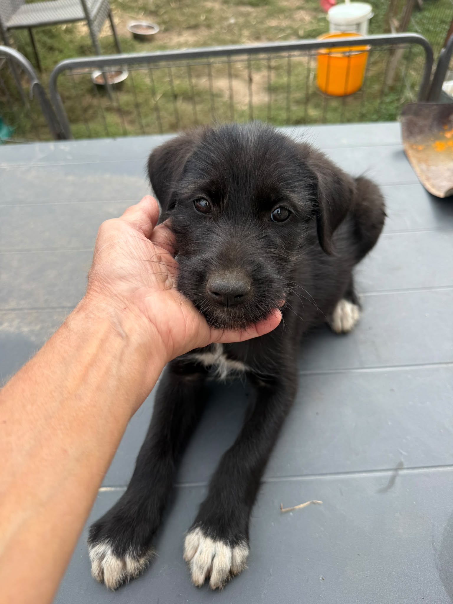 Lavinia est adoptée ♥️
