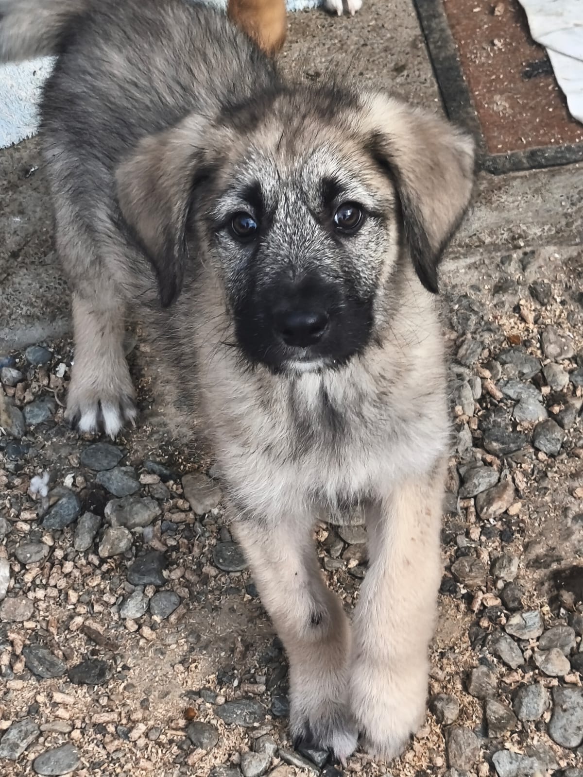 Atlas est adopté ♥️