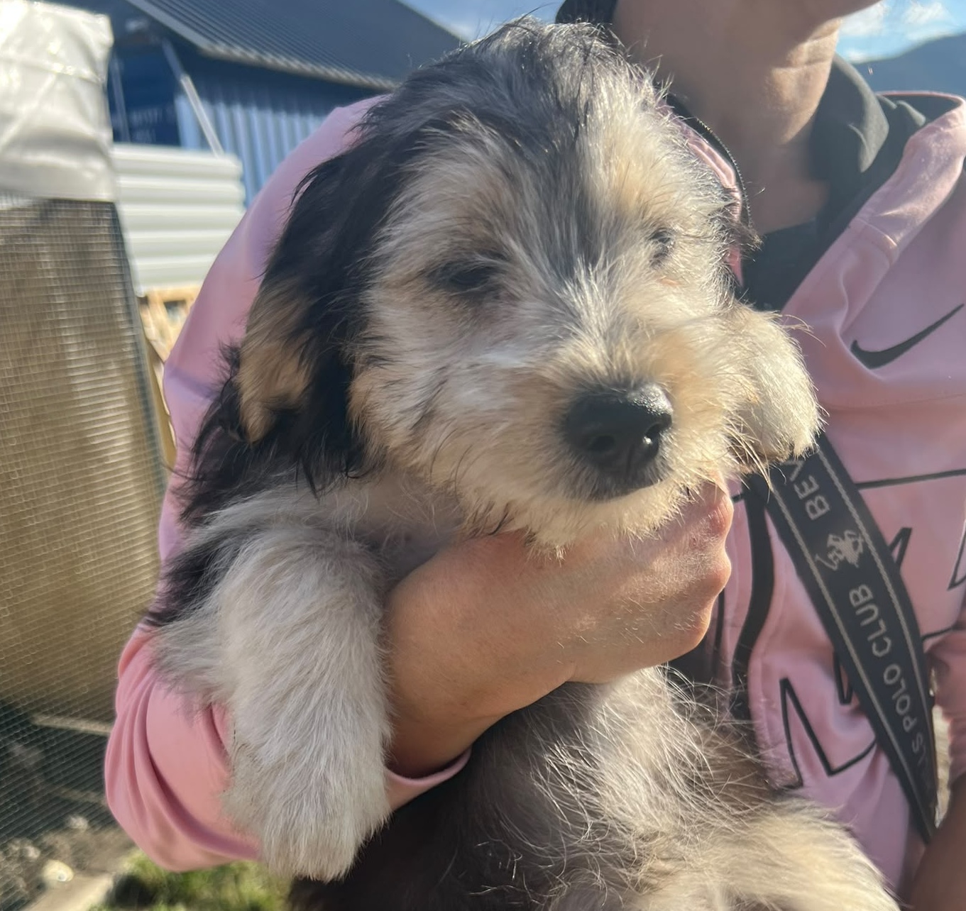 Sybelle est adoptée ♥️