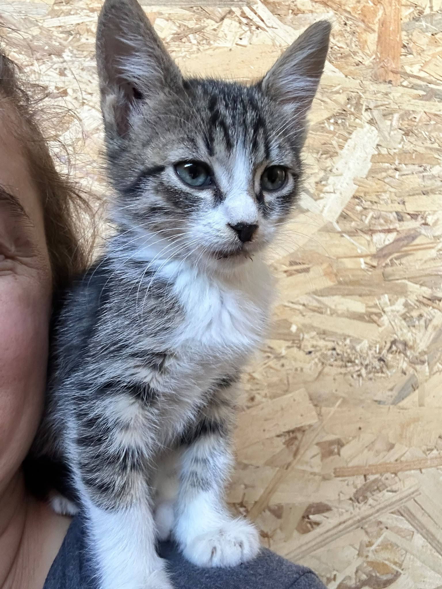 Cooper