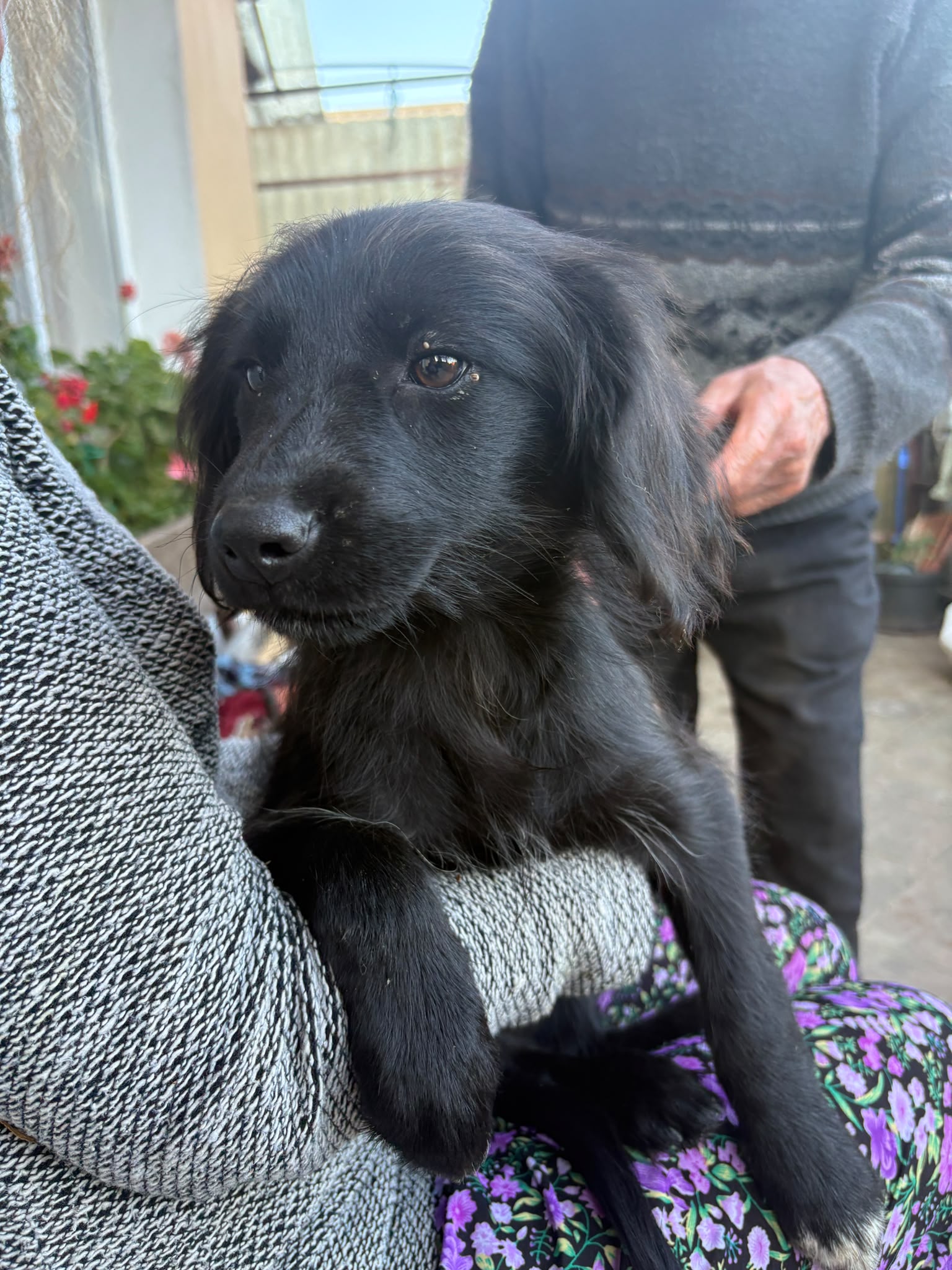 Lilou est adoptée ♥️